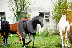 Portrait of beautiful horse in summer