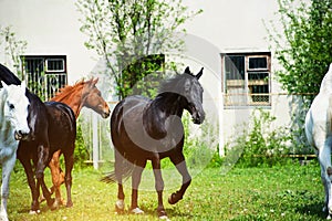 Portrait of beautiful horse in summer