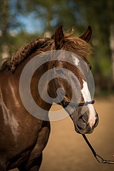 portrait Beautiful horse trotting at the field. trees on background