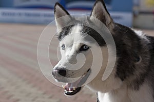 Portrait of a beautiful Husky dog with blue eyes