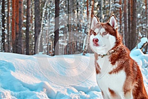 Portrait beautiful husky dog on walk in winter forest. Red siberian husky is sitting on background of snowy forest. Copy space.