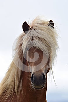 Portrait of a beautiful Icelandic stallion, flaxen chestnut