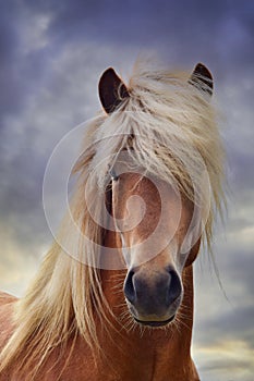 Portrait of a beautiful Icelandic stallion, flaxen chestnut photo
