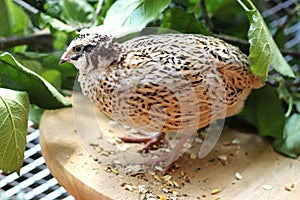 Portrait of a beautiful quail photo