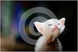 Portrait of a beautiful kitty Siamese cat, White colour, blue eyes, Beautiful close up, Beautiful cat at home. cute funny playing photo