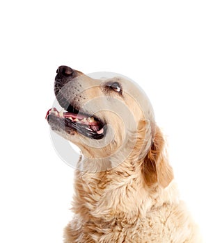 Portrait of a beautiful lab dog