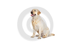 Portrait of beautiful Labrador Retriever dog isolated on white studio background. Looks happy, delighted. Concept of