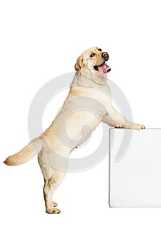 Portrait of beautiful Labrador Retriever dog isolated on white studio background. Looks happy, delighted. Concept of