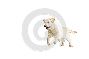 Portrait of beautiful Labrador Retriever dog isolated on white studio background. Looks happy, delighted. Concept of