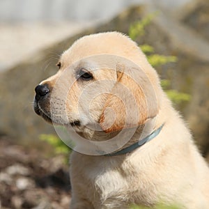 Portrait of beautiful labrador retriever puppy