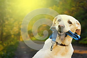 Portrait of a beautiful labrador up close. Autumn landscapes and sunset in the background.