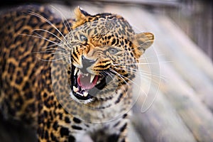 Portrait of a beautiful leopard roaring in front of the camera