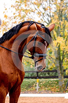 Portrait of beautiful light bay horse in autumn