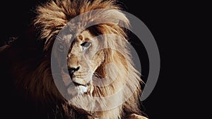 Portrait of a Beautiful lion, lion in dark. Slow motion video