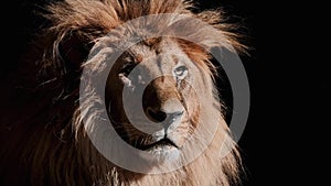 Portrait of a Beautiful lion, lion in dark. Slow motion video