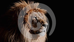 Portrait of a Beautiful lion, lion in dark. Slow motion video