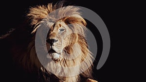 Portrait of a Beautiful lion, lion in dark. Slow motion video