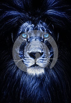 Portrait of a Beautiful lion, lion with icy eyes. cold stare