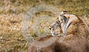 Portrait of a Beautiful lioness, retrospect