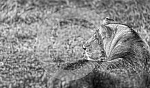 Portrait of a Beautiful lioness, retrospect, profile of the head