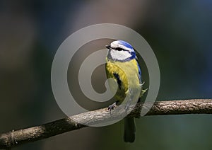 Portrait of beautiful little bird tit sitting on a branch in th