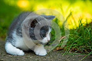 Portrait of a beautiful little kitten outdoor.