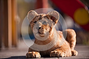 Portrait of beautiful little lion cub in zoo
