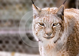 Portrait of beautiful lynx on  blurry background. Lynx in nursery for restoration of wild animals