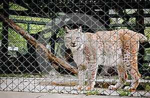 Portrait of beautiful lynx. Lynx in nursery for restoration of wild animals photographed through cage