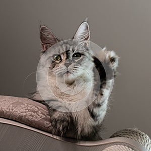 Portrait of a beautiful Maine Coon cat with outstretched paw. Close-up