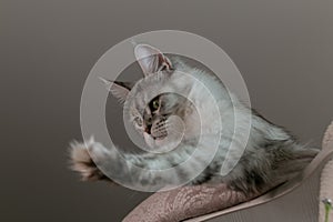 Portrait of a beautiful Maine Coon cat with outstretched paw. Close-up