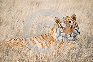 A majestic Bengal tiger relaxing in long grass.
