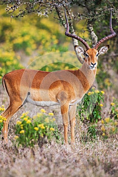 Portrait of a beautiful male impala ram, Africa.