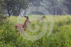 A portrait of a beautiful male impala ram.Tarangire National Par