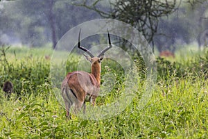 A portrait of a beautiful male impala ram.Tarangire National Par