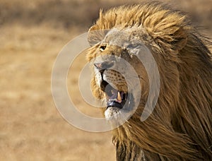Portrait of beautiful male lion