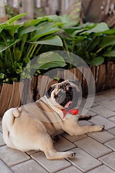 Portrait of Beautiful male Pug puppy dog in front of the sunny background