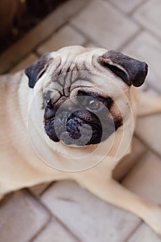 Portrait of Beautiful male Pug puppy dog in front of the sunny background