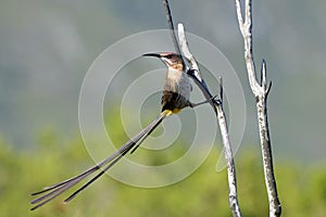 A portrait of a beautiful male sugarbird