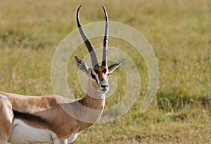 A portrait of beautiful male Thomson's Gazelle
