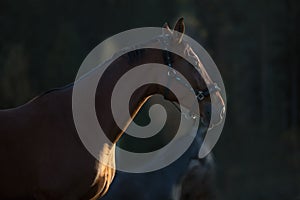 Portrait of beautiful mare horse staring at sunset in the field
