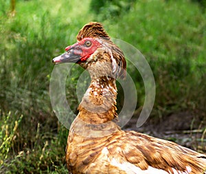 Portrait of a beautiful muscovy duck on a farm, male