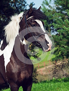 Portrait of the beautiful paint draft horse