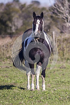 Portrait of a beautiful paint tobiano or overo quarter horse.