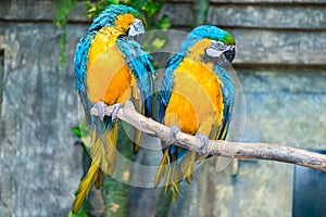 Portrait of a beautiful pair of parrots