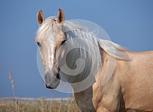 Portrait of beautiful palomino horse