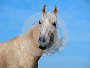 Portrait of beautiful palomino horse