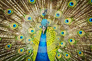 Portrait of beautiful peacock