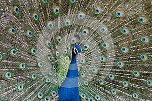 Portrait of Beautiful Peacock