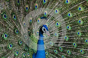 Portrait of Beautiful Peacock